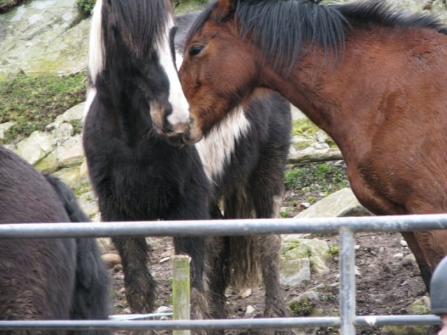  Nuestros caballos 